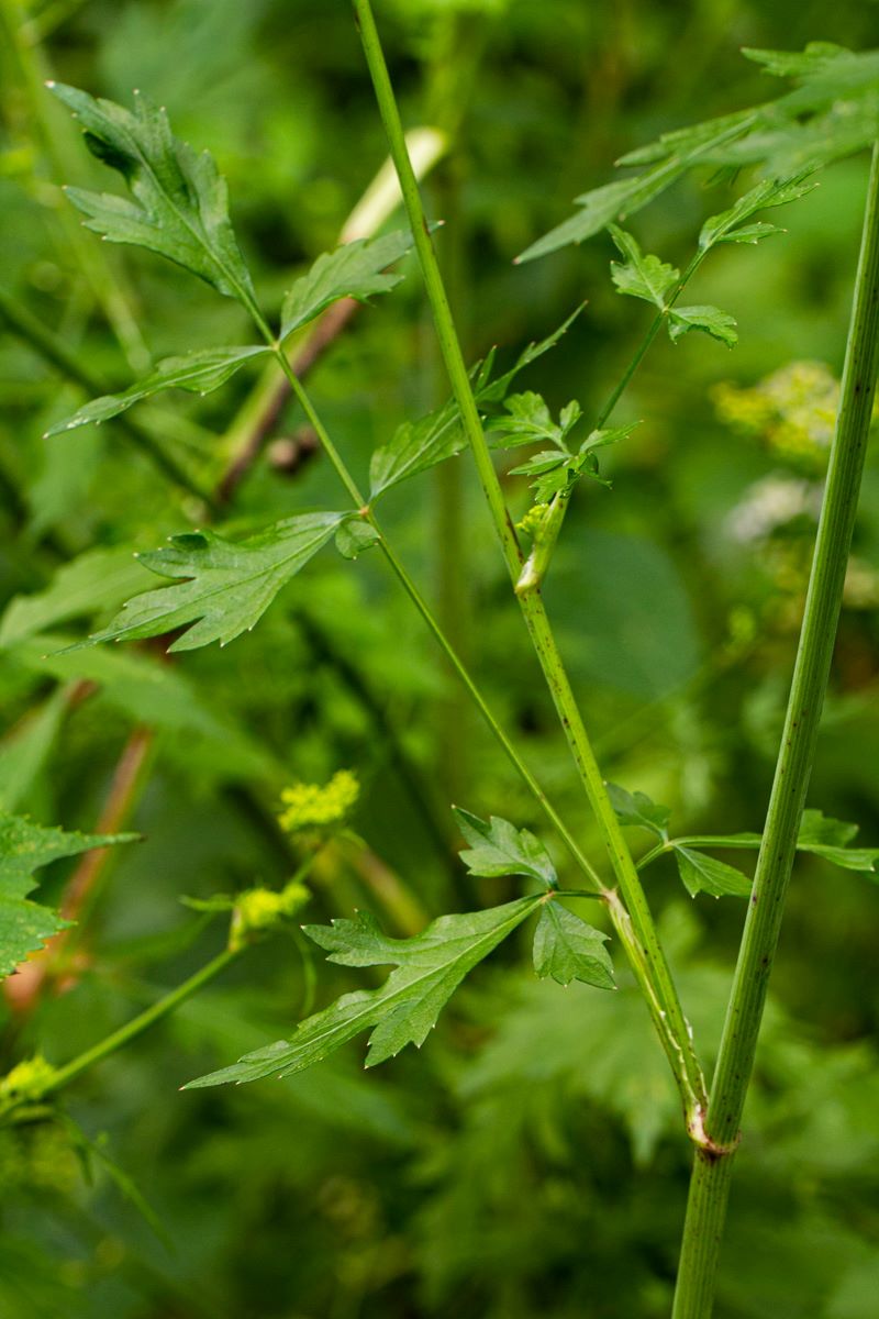 Lefebvrea grantii Lefebvrea grantii