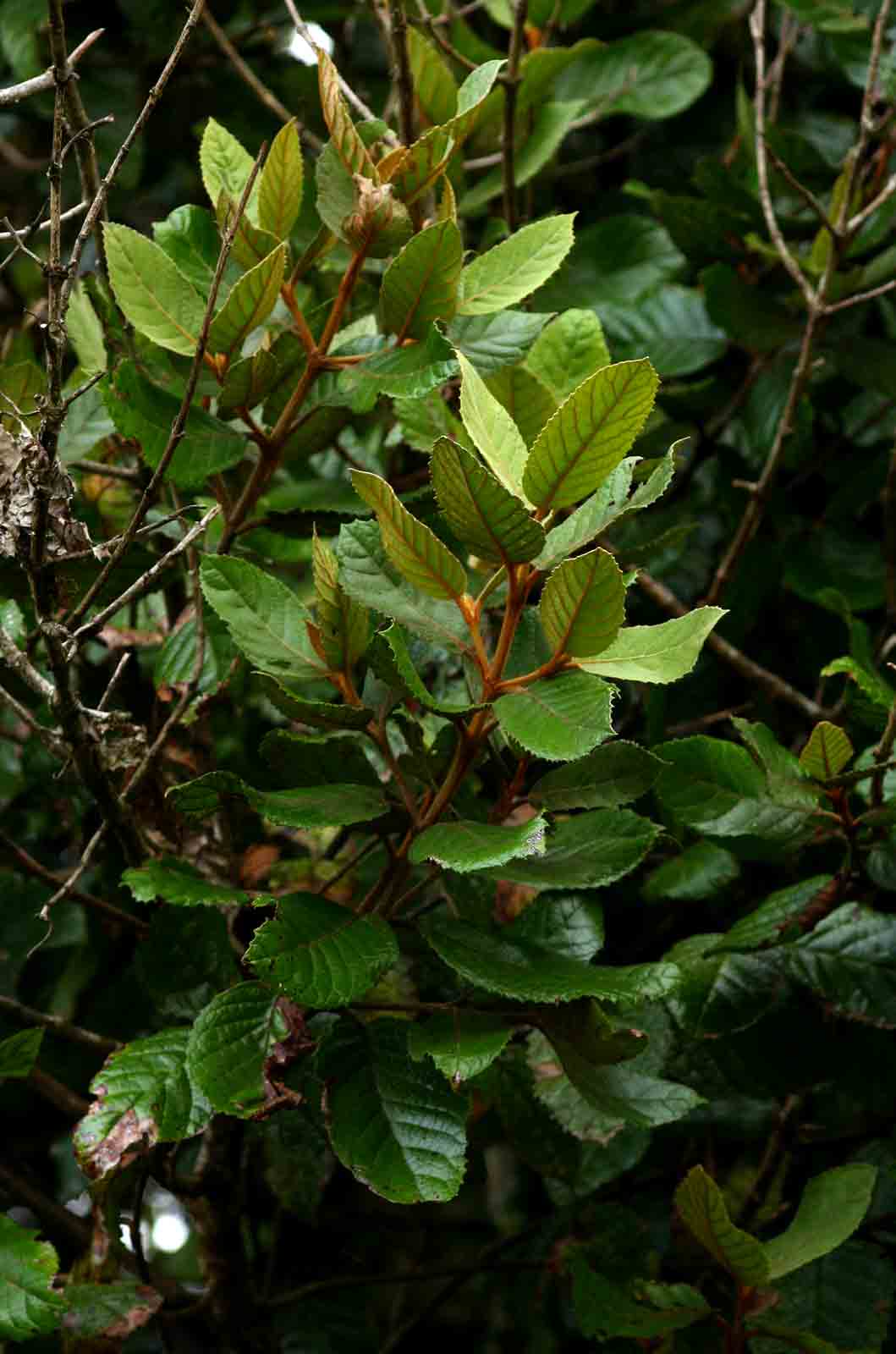 Curtisia dentata