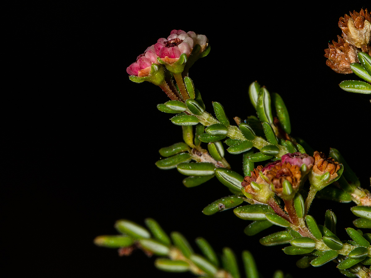 Erica benguelensis var. benguelensis
