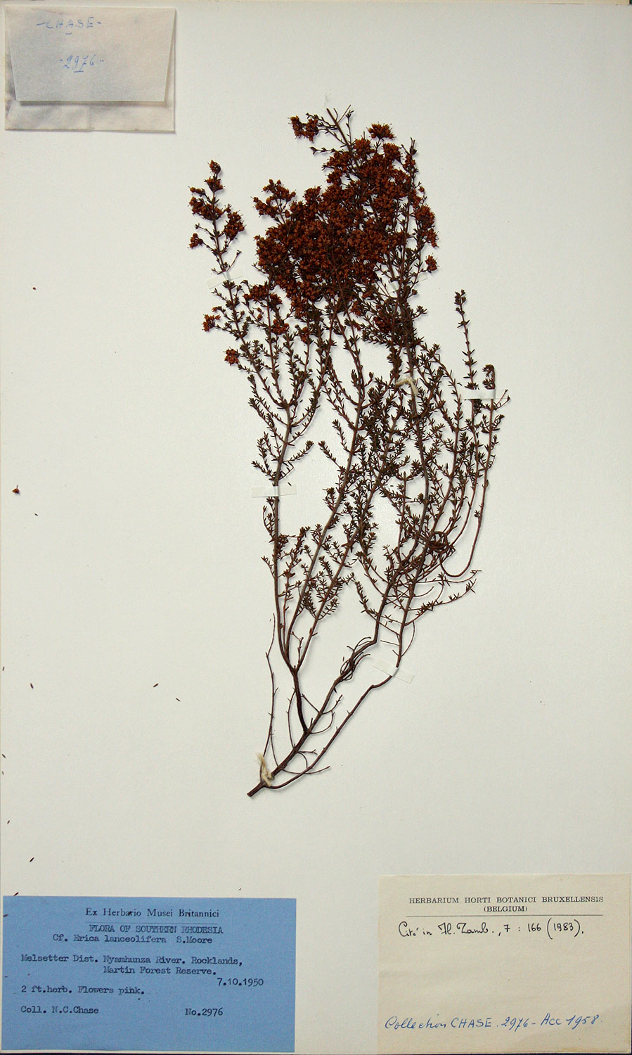 Erica lanceolifera