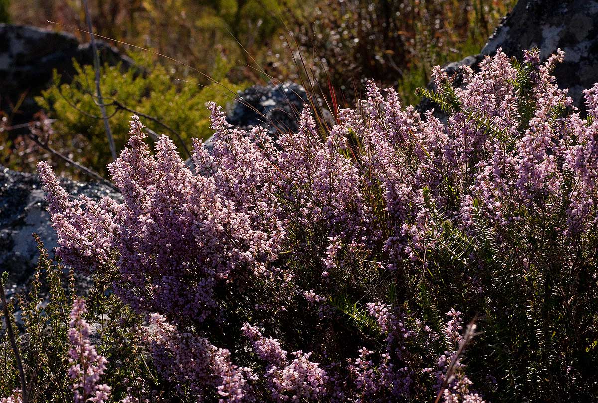Erica pleiotricha