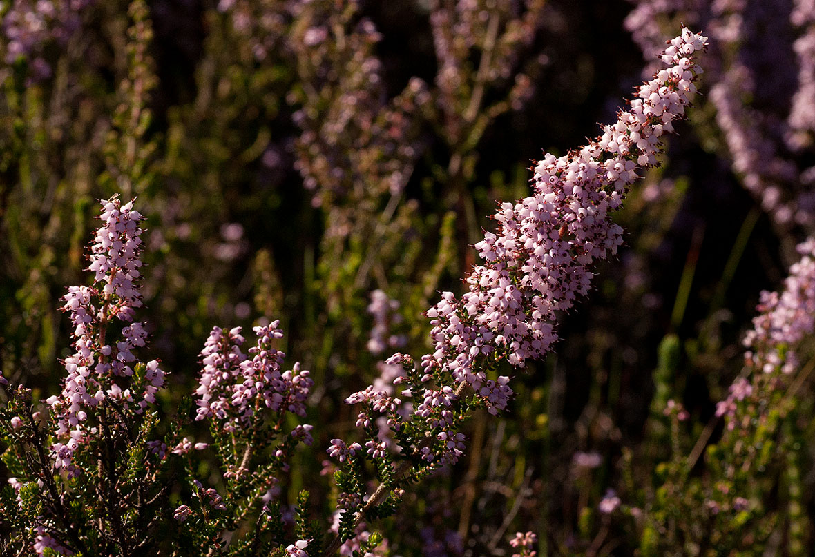 Erica pleiotricha