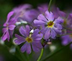 Primula malacoides