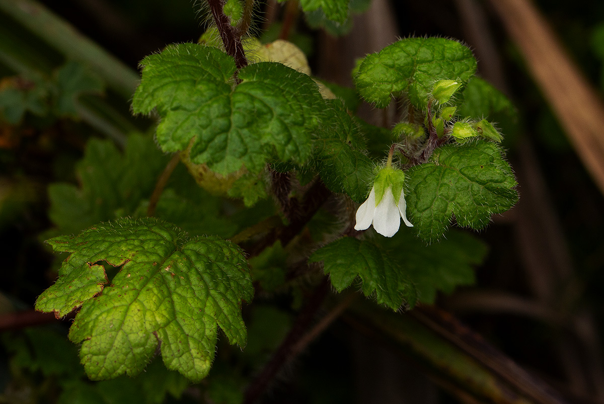 Ardisiandra wettsteinii