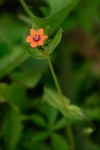 Anagallis arvensis subsp. arvensis