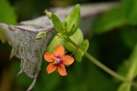 Anagallis arvensis subsp. arvensis