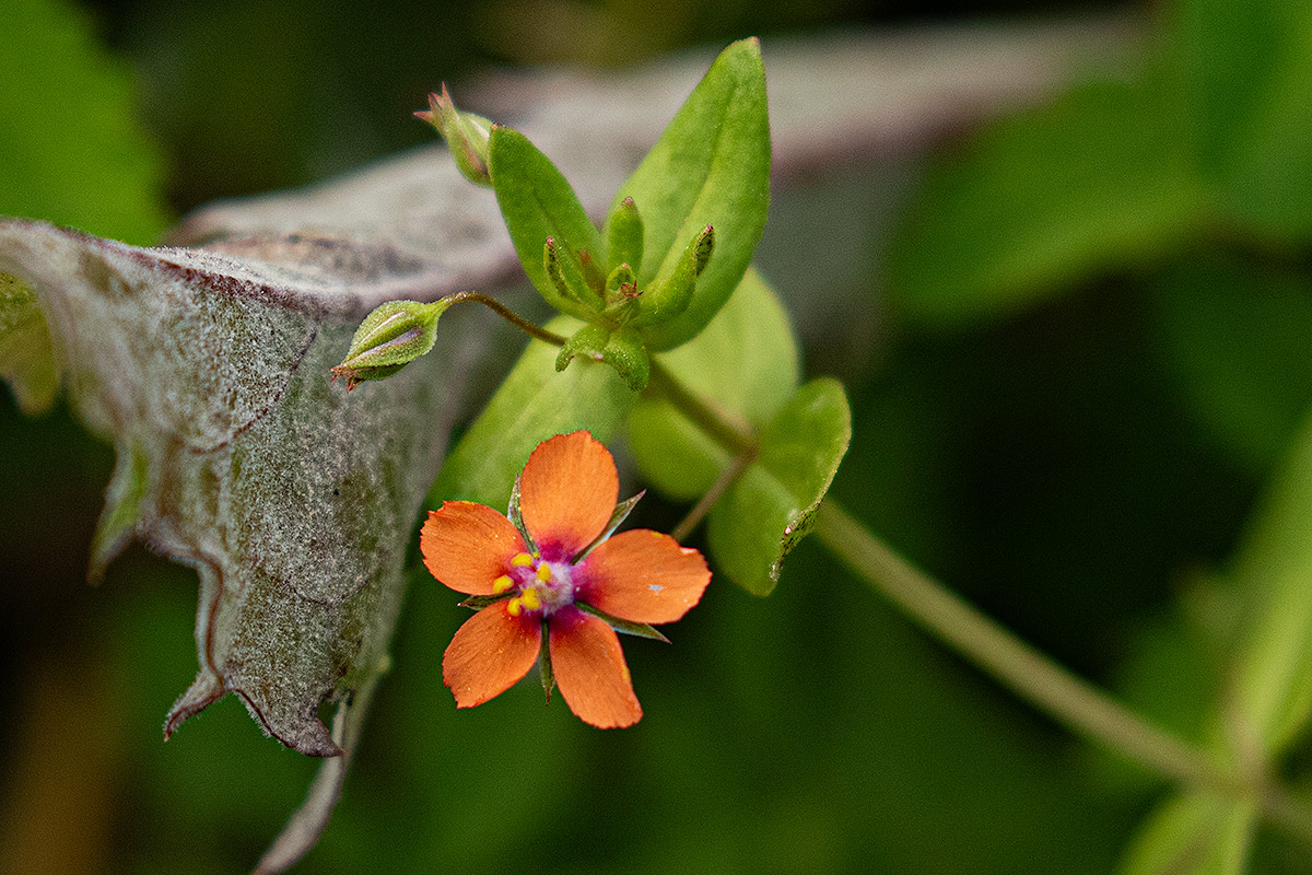 Anagallis arvensis subsp. arvensis Anagallis arvensis subsp. arvensis