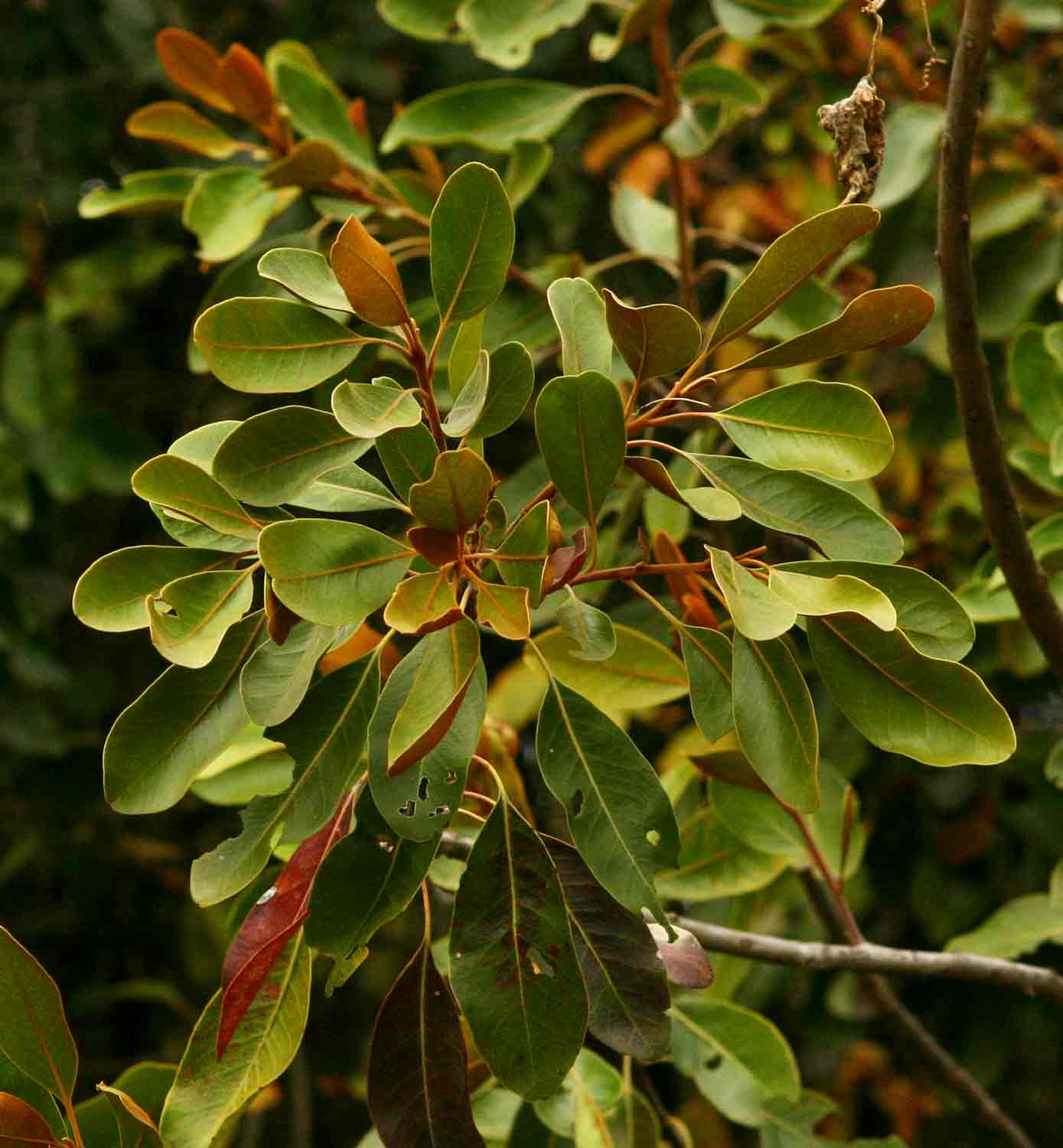 Sideroxylon inerme subsp. diospyroides