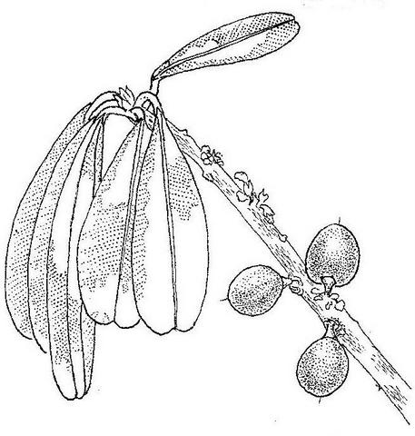 Englerophytum magalismontanum