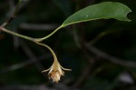 Mimusops obtusifolia