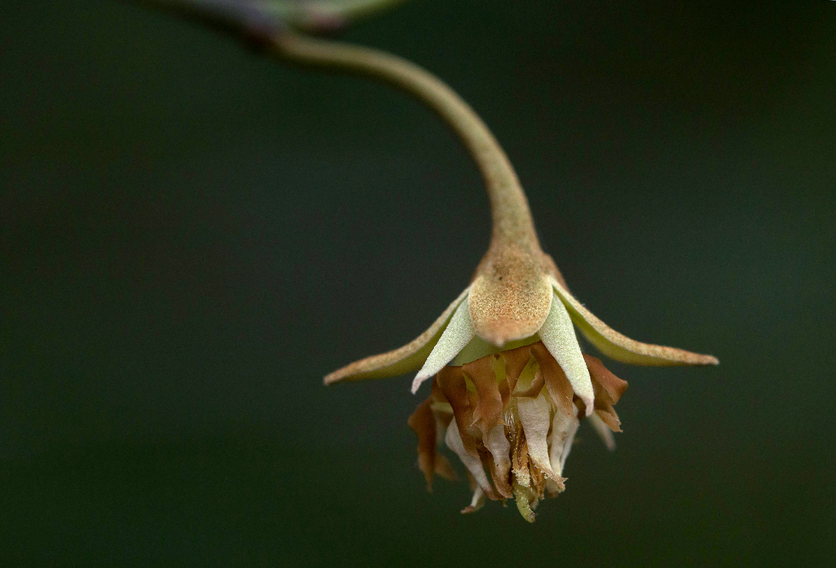 Mimusops obtusifolia