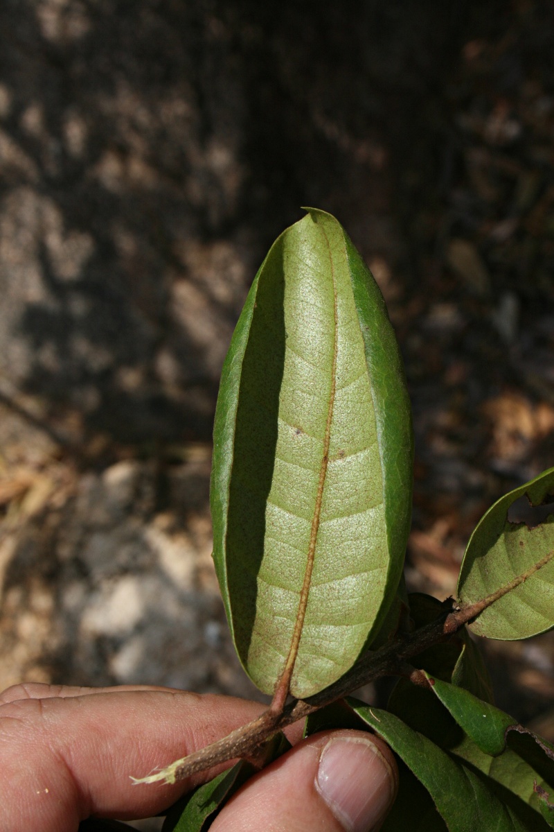 Vitellariopsis ferruginea