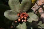 Vitellariopsis ferruginea