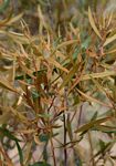 Euclea crispa subsp. crispa