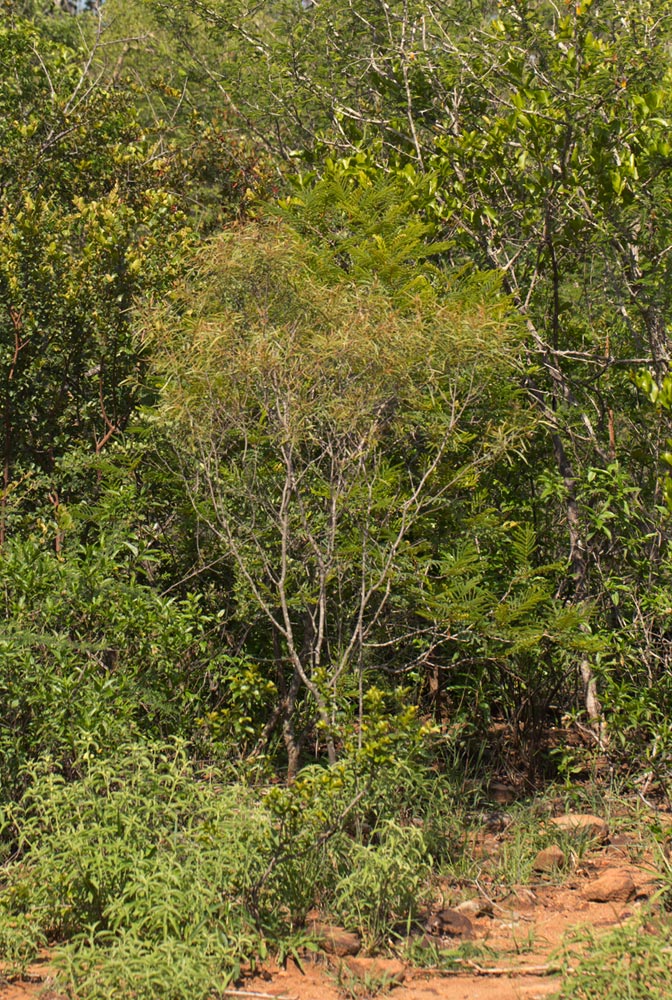 Euclea crispa subsp. linearis sens.lat.