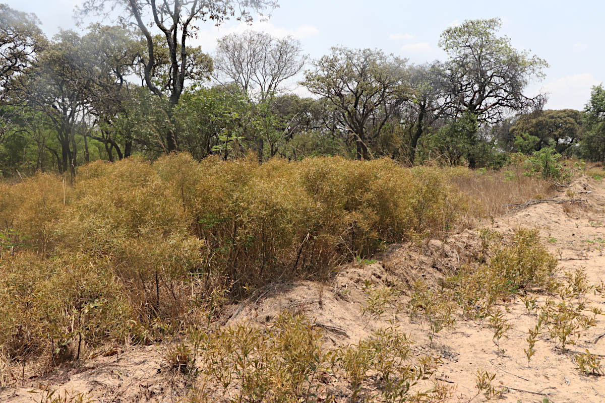 Euclea crispa subsp. linearis sens.lat.