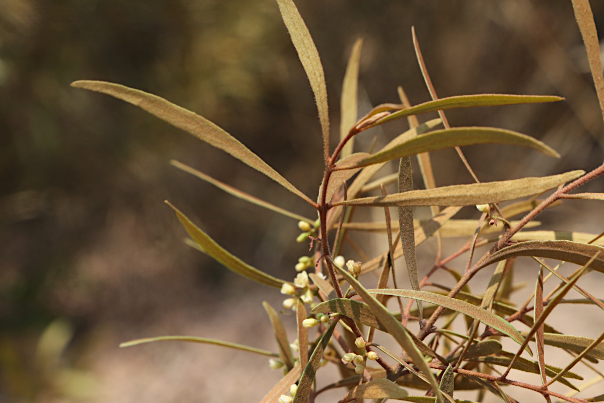 Euclea crispa subsp. linearis sens.lat.