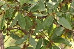 Euclea natalensis subsp. acutifolia