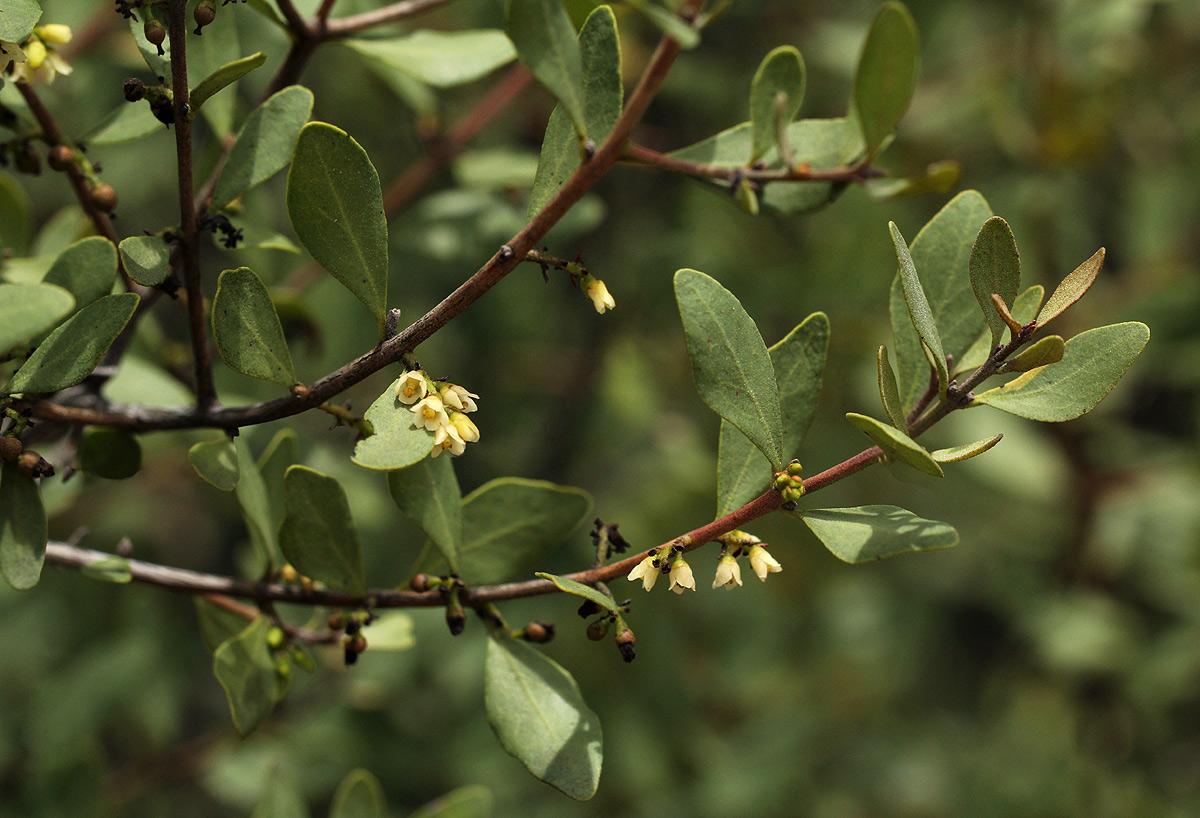 Euclea undulata Euclea undulata