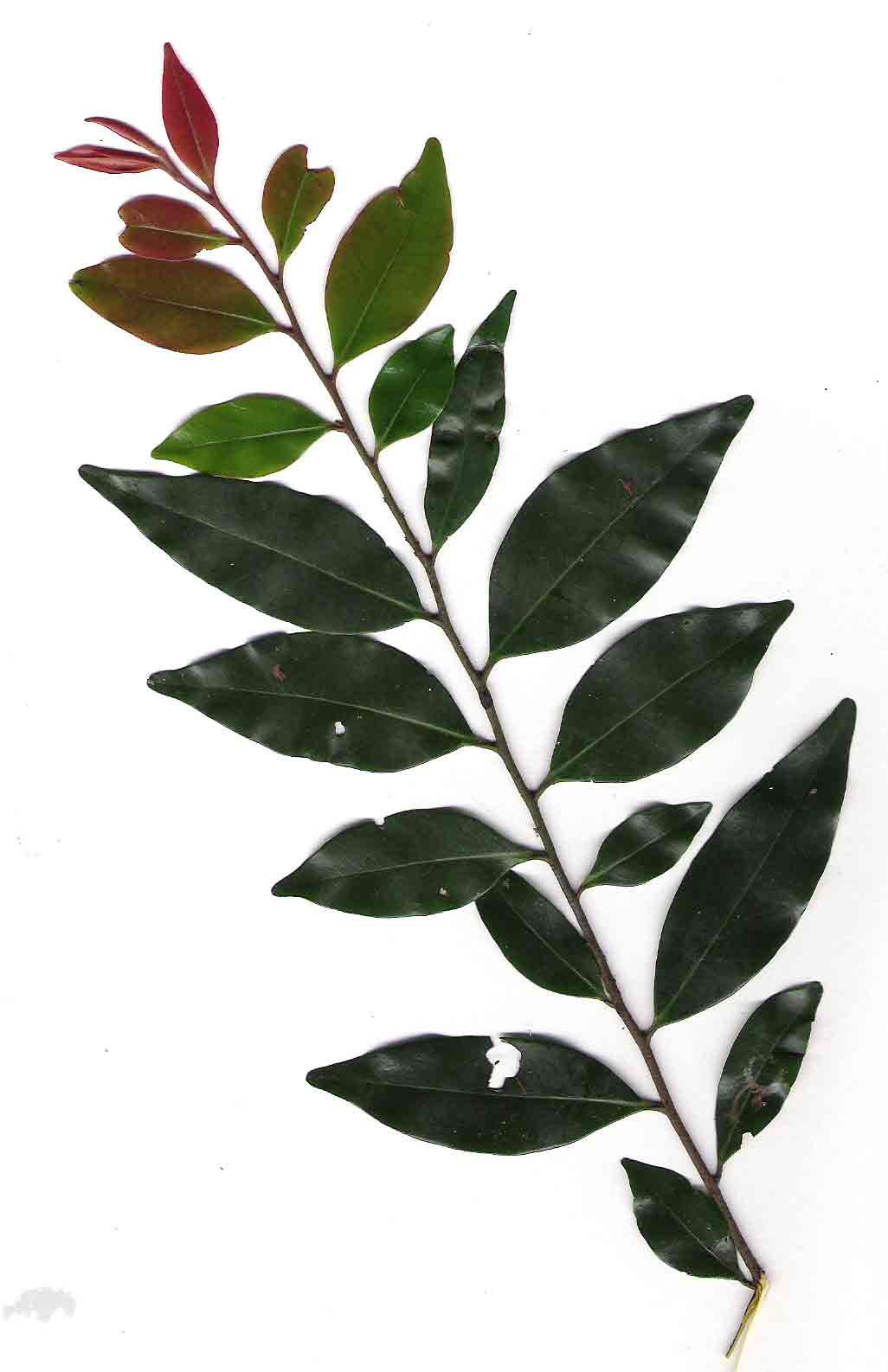 Diospyros abyssinica subsp. abyssinica