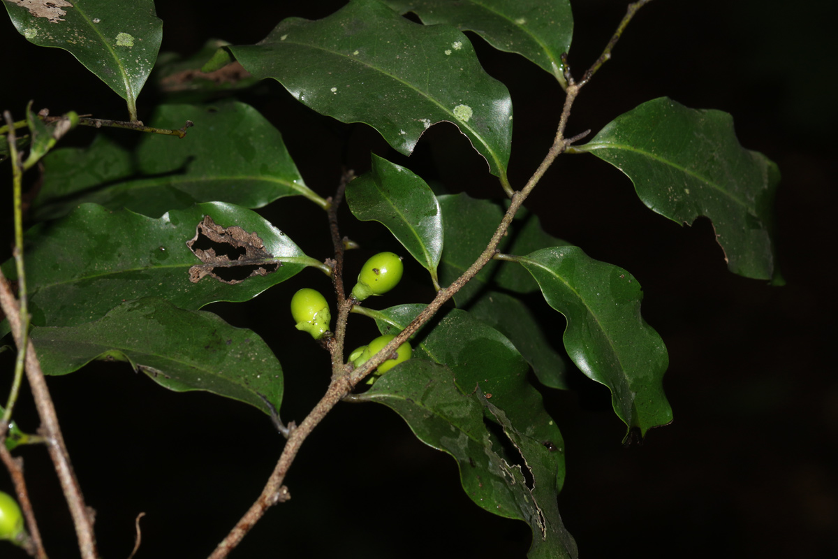 Diospyros abyssinica subsp. abyssinica