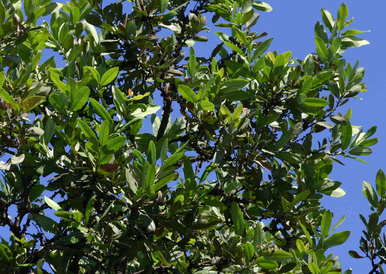 Diospyros batocana Diospyros batocana