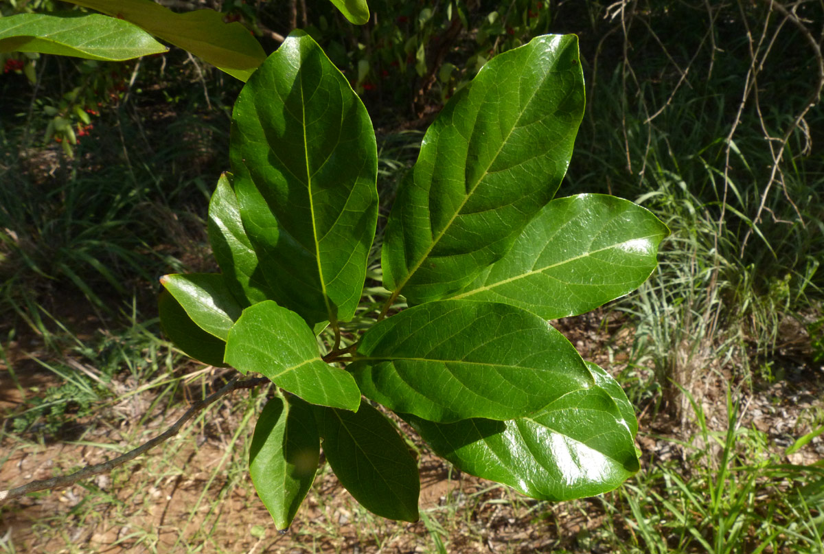 Diospyros loureiriana subsp. loureiriana