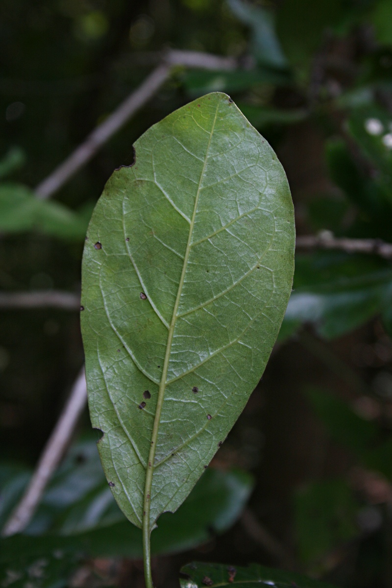 Diospyros loureiriana subsp. loureiriana