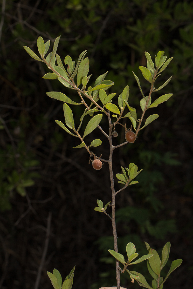 Diospyros lycioides subsp. sericea