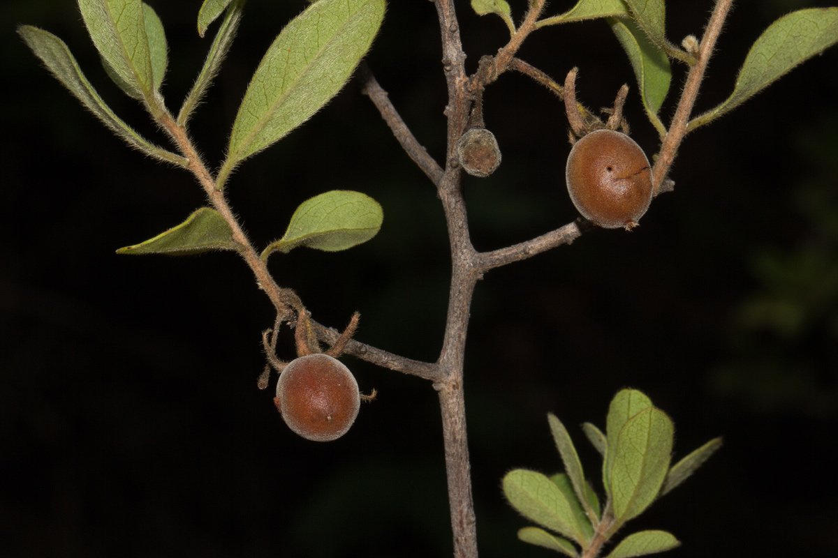 Diospyros lycioides subsp. sericea