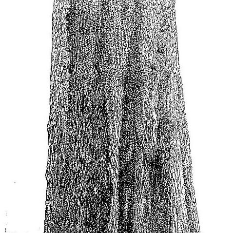 Diospyros mespiliformis