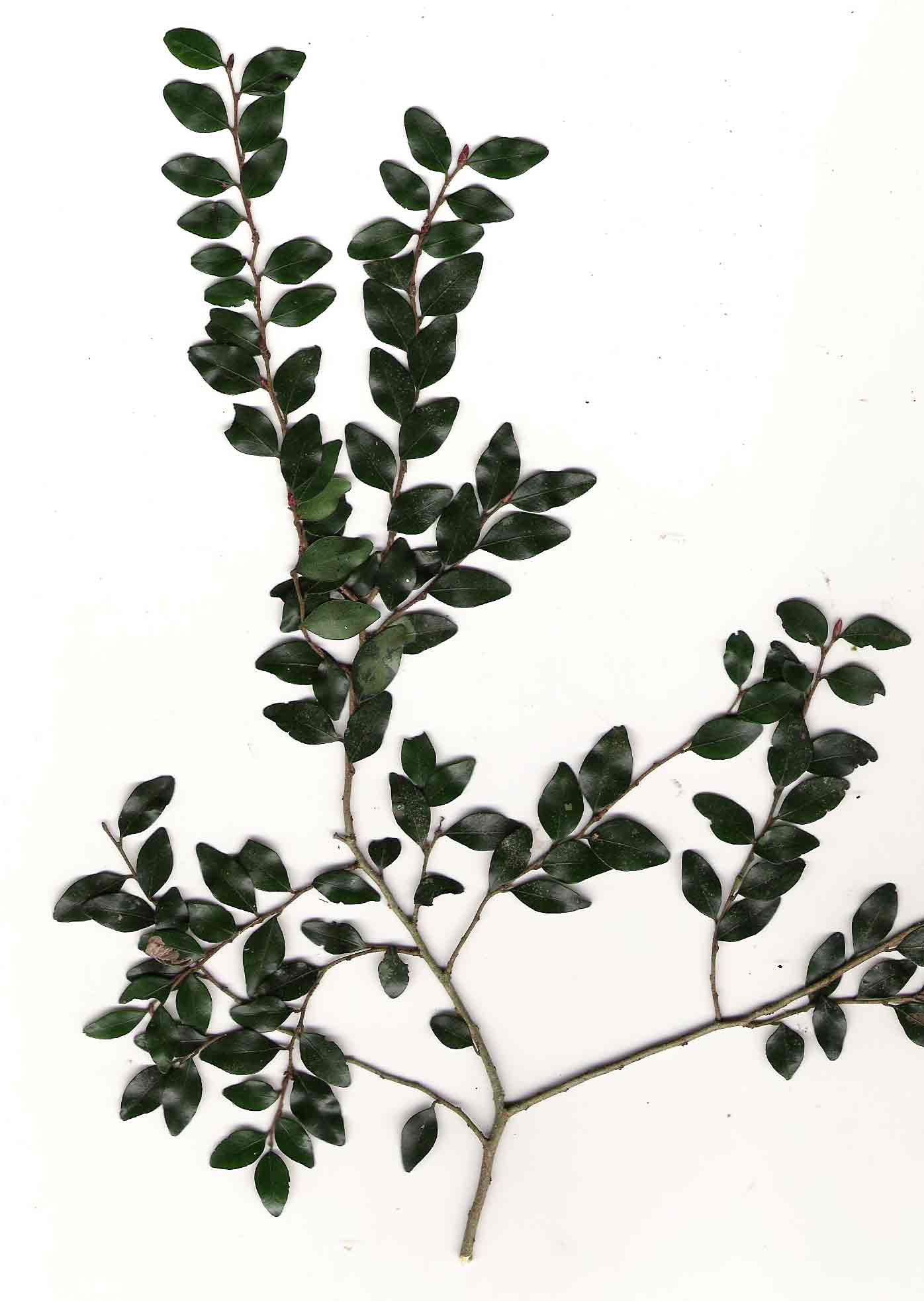 Diospyros natalensis subsp. nummularia