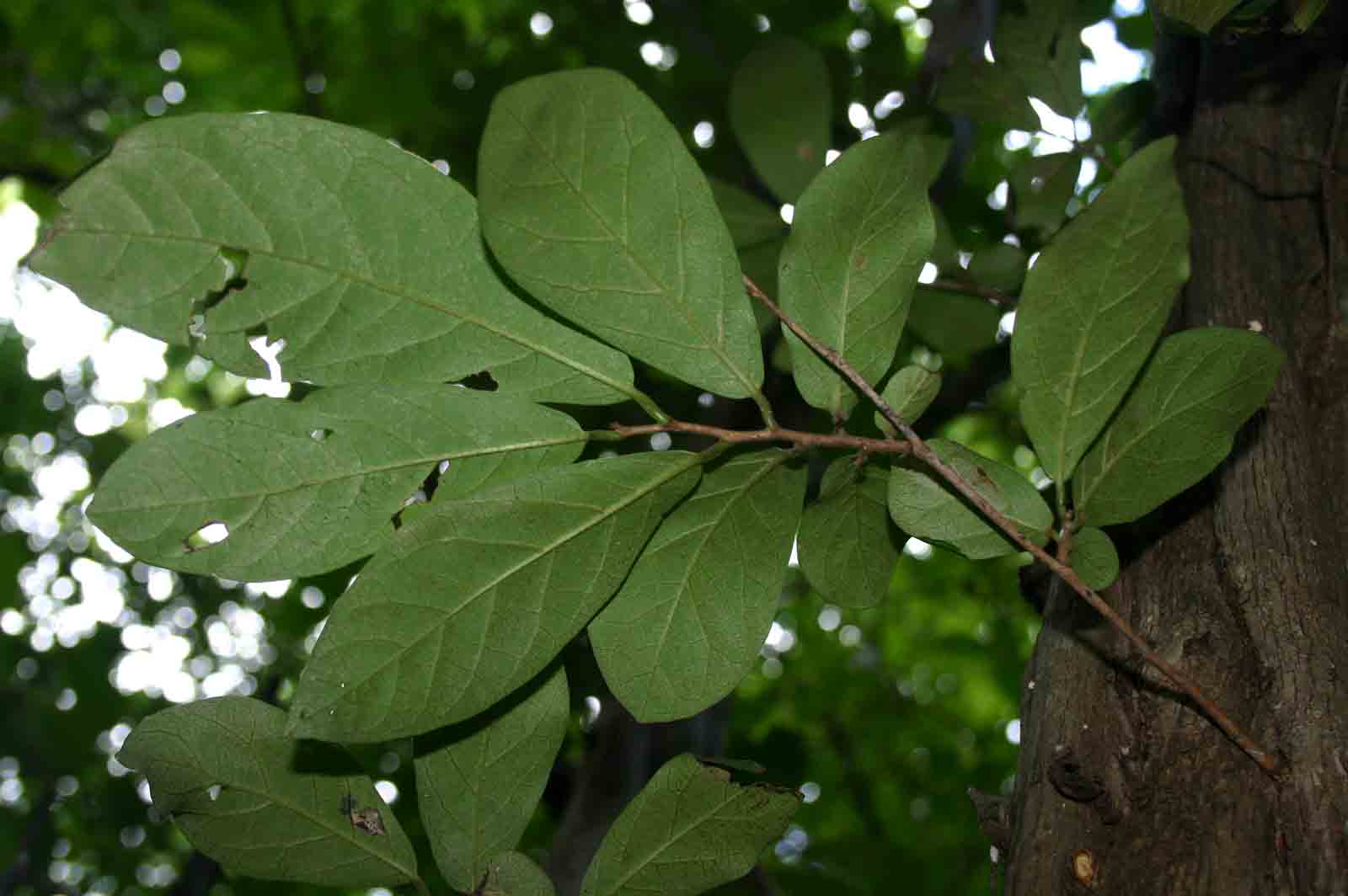Diospyros senensis Diospyros senensis