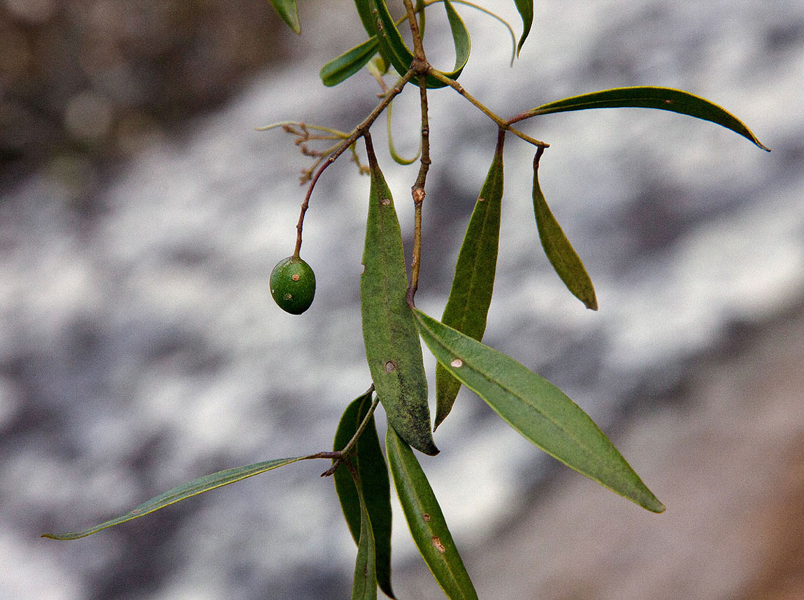 Olea chimanimani
