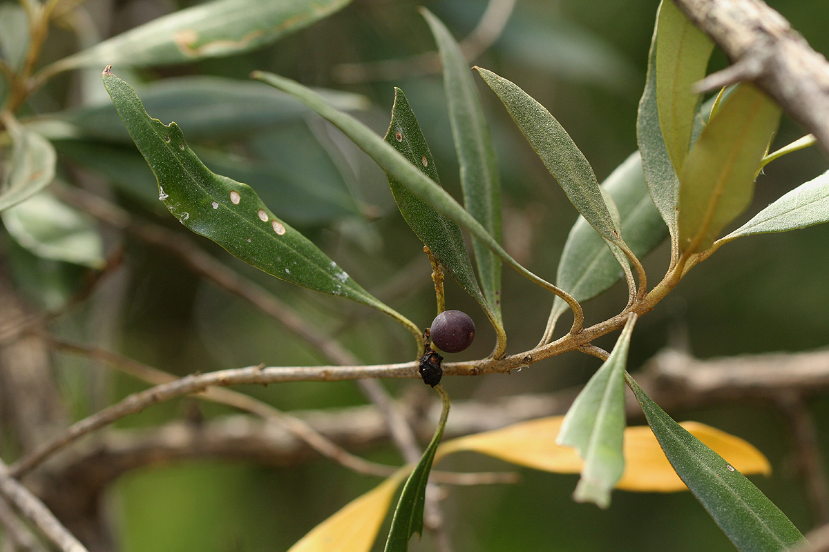 Olea europaea subsp. cuspidata