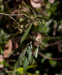 Olea europaea subsp. cuspidata