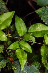 Jasminum abyssinicum