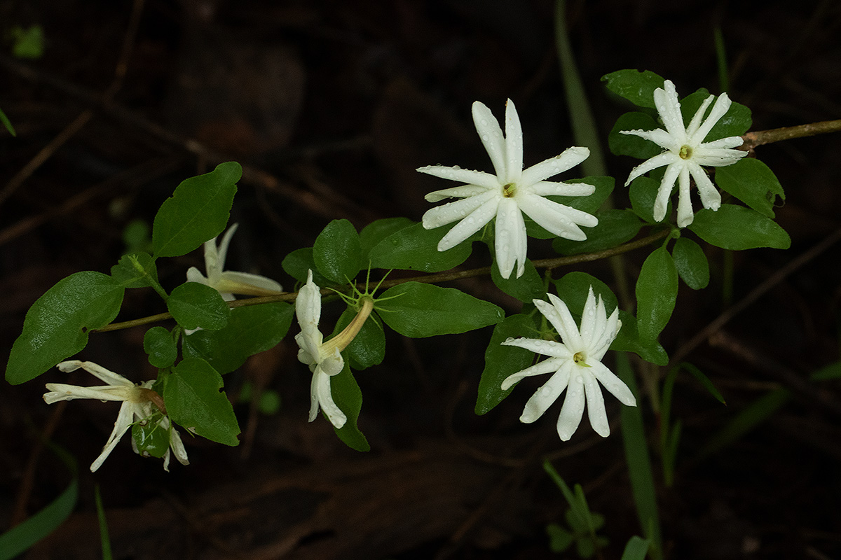 Jasminum stenolobum