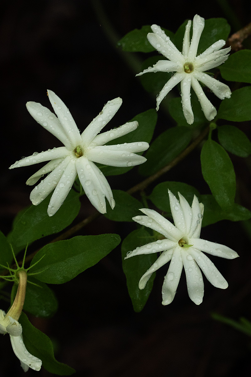 Jasminum stenolobum