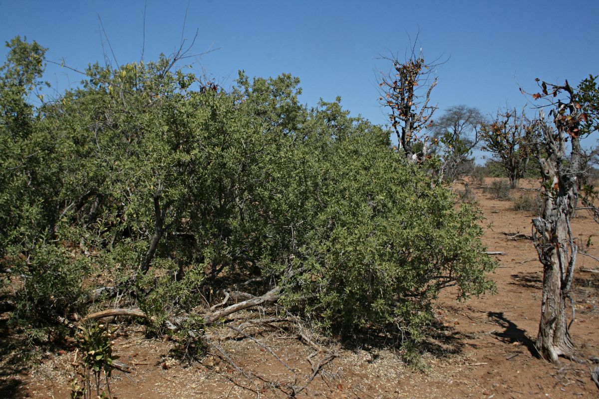 Salvadora australis