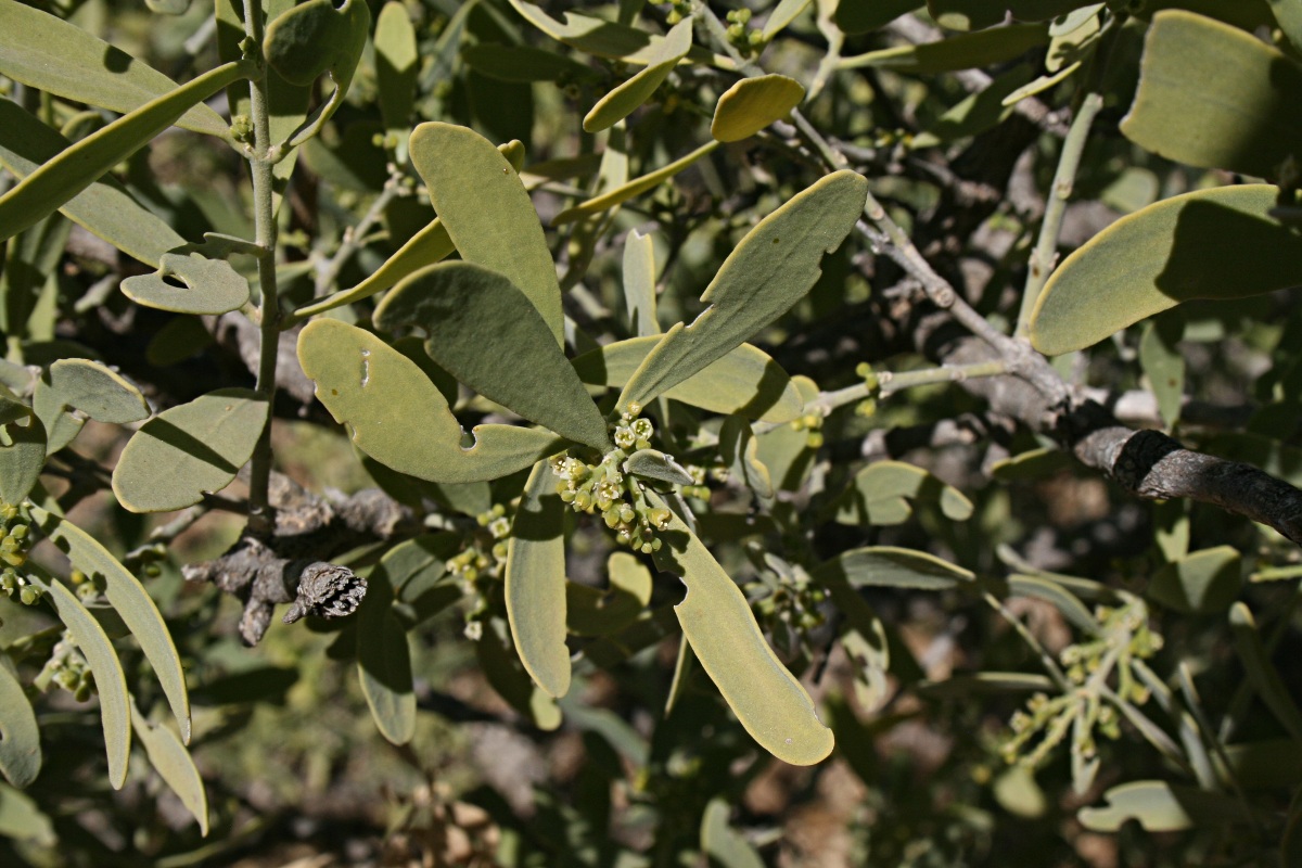 Salvadora australis