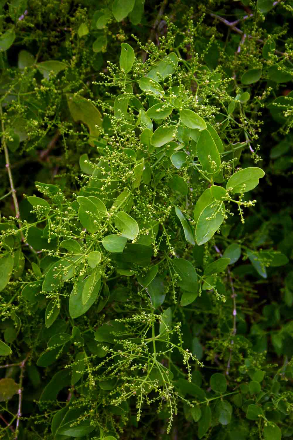 Salvadora persica var. persica