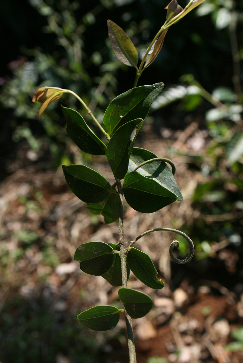 Strychnos angolensis