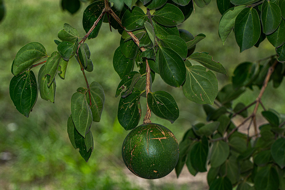 Strychnos cocculoides Strychnos cocculoides