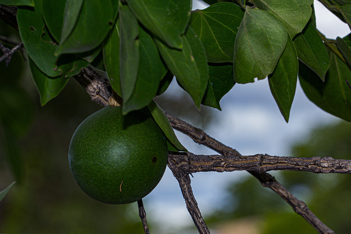 Strychnos cocculoides