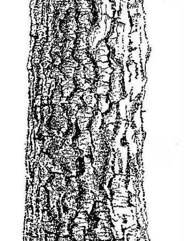 Strychnos cocculoides