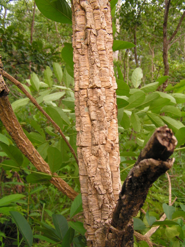 Strychnos cocculoides