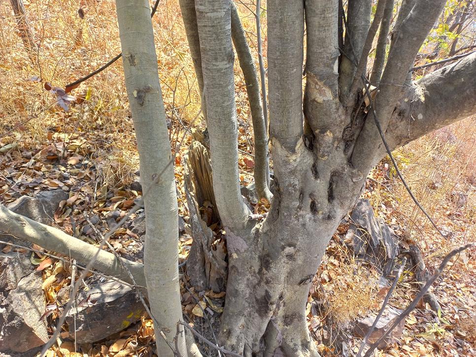 Strychnos innocua Strychnos innocua