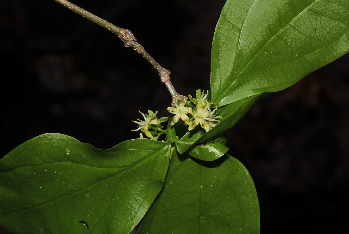 Strychnos potatorum