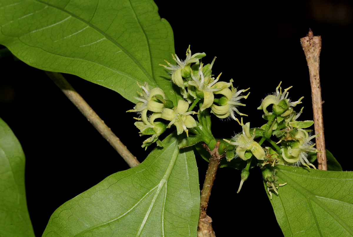 Strychnos potatorum